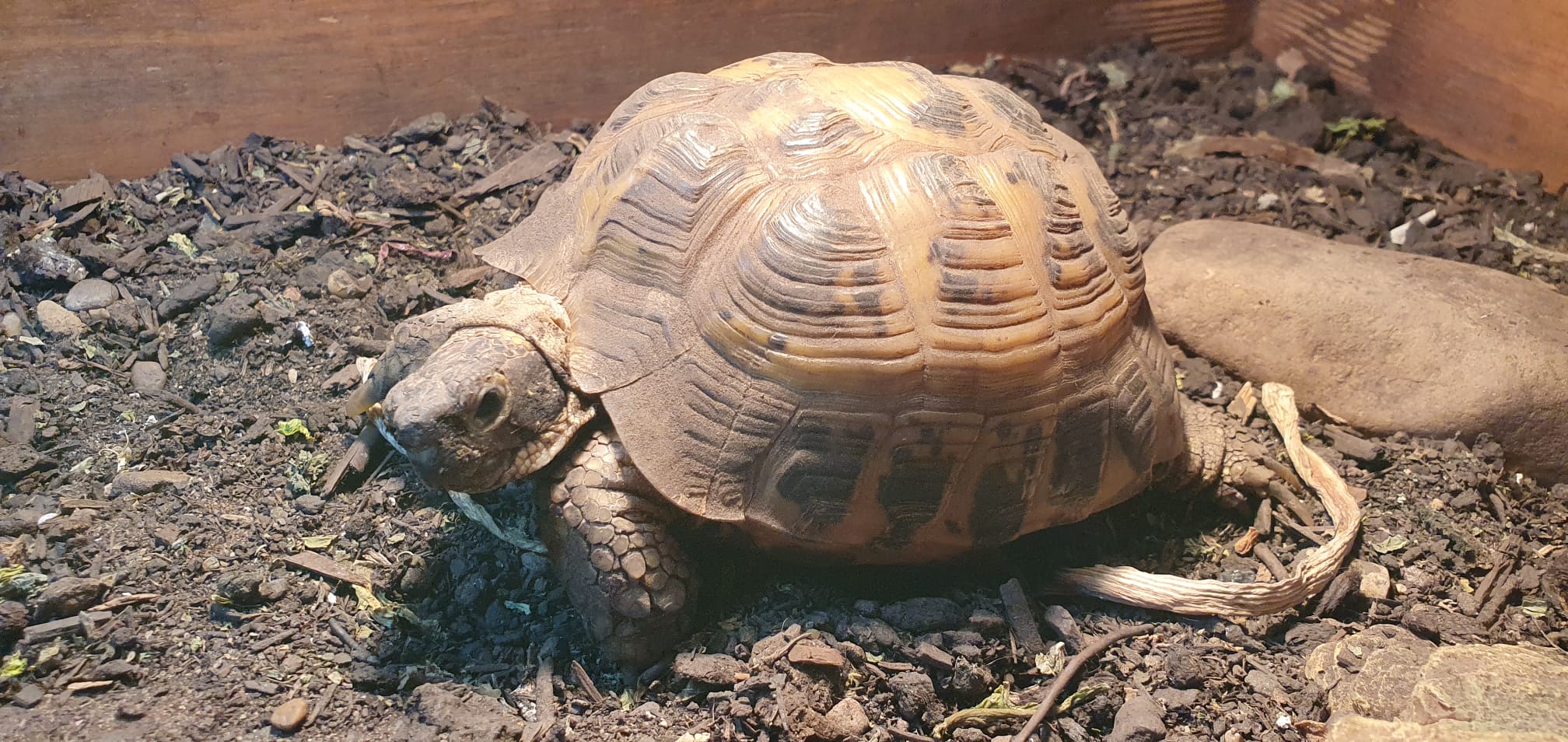 Scottish Reptile Parties